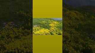 Hakkâri Şimonis Yaylası Resimi