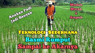 Cara Mudah dan Ampuh Basmi Rumput Pada Tanaman Padi. Sawah Tetap Subur Anakan Padi Jadi Banyak