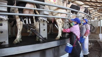 making of New Hope Milk VR Video