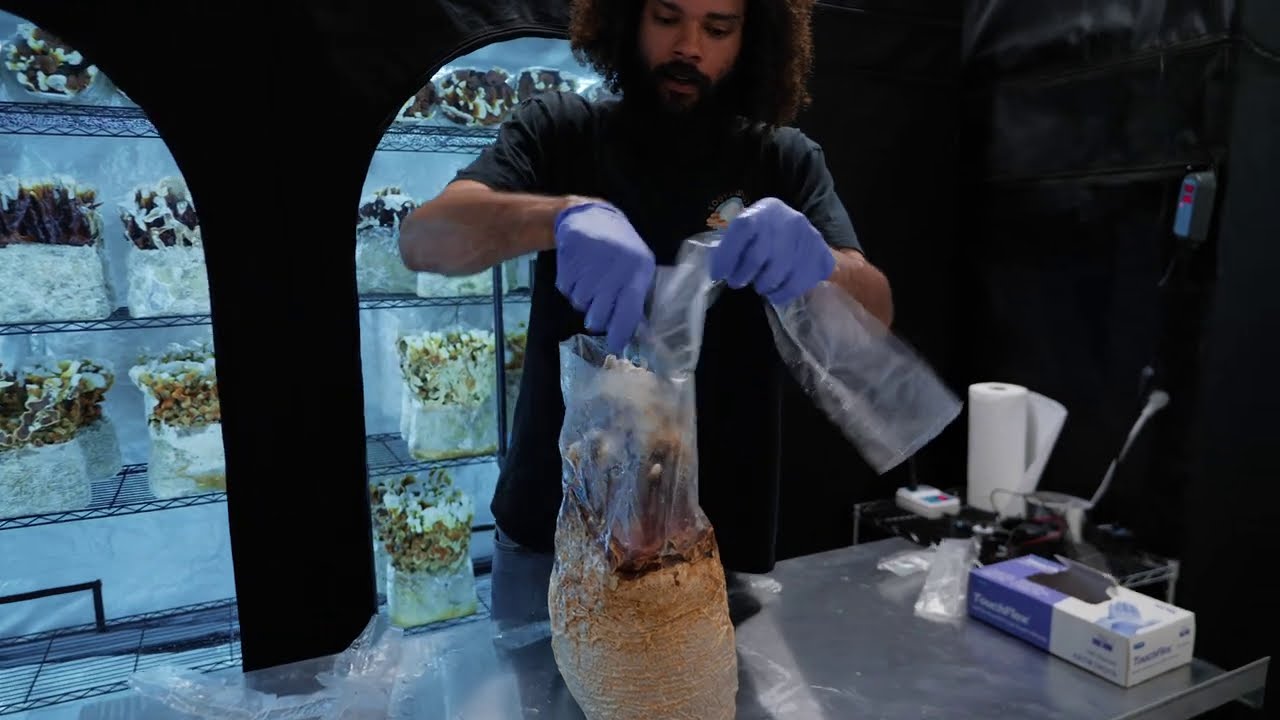 Fruiting Reishi Mushrooms | Southwest Mushrooms