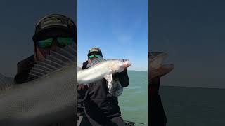The first episode of The Walleye Files: Between the Tanks will drop this week!