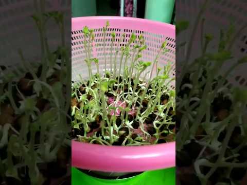 How to grow