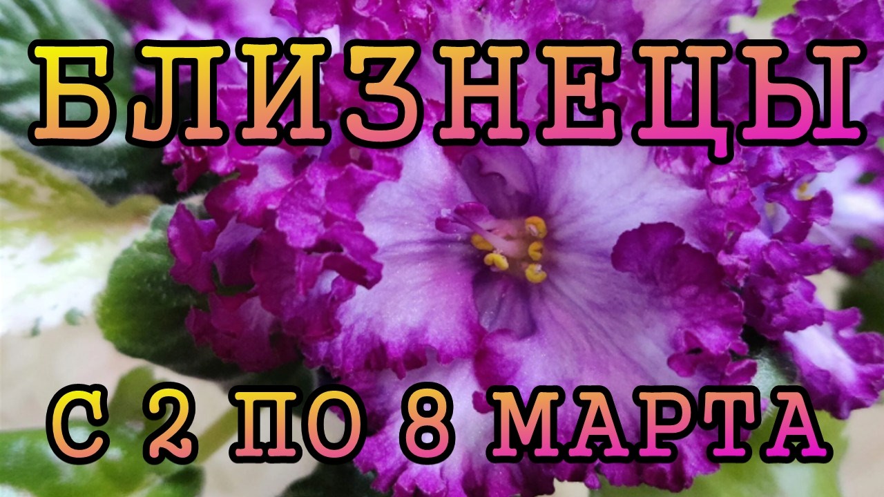 БЛИЗНЕЦЫ таро прогноз на неделю с 2 по 8 МАРТА 2026 год