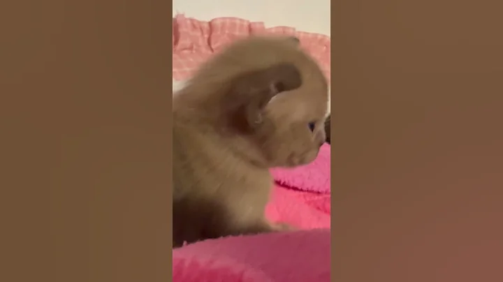 Watch the video about Burmese kittens #youtubecat
