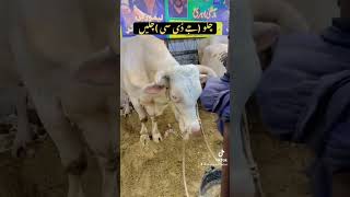 Chalo jdc chalen , bs 2 din or phr ye ronaqen khtm Allah hum sb ki qurbani ko qabool kry #youtube
