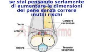 pene piccolo come conviverci rafforzamento e durata dellerezione
