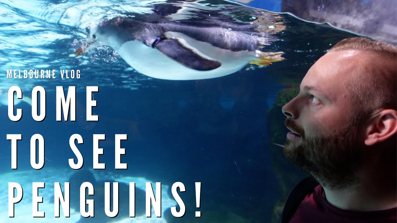 Is SEA LIFE Melbourne Aquarium worth a visit? Vlog YouTube