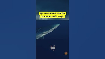 CÁ MẬP CÓ CHẾT ĐUỐI KHI NGỪNG BƠI?  #shorts #trending #viral #camap