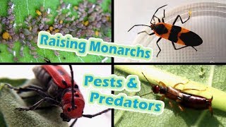 Raising Monarchs  Pests & Predators (Help The Monarch Butterfly)