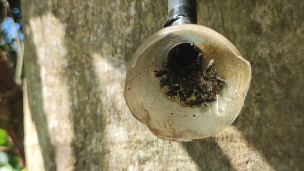 Conferência com Belas capturas🐝🐝🐝