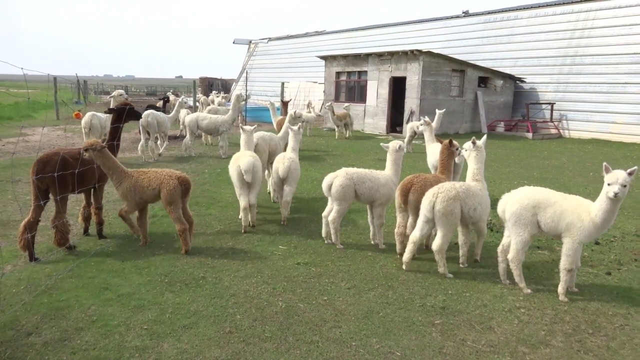 Alpacas are always so curious of the dog YouTube