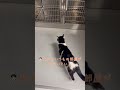 あれ?いつもの部屋がない…後頭部に感情が溢れる愛猫れいちゃん【愛猫れいちゃん】#cat #猫 #保護猫 #shorts