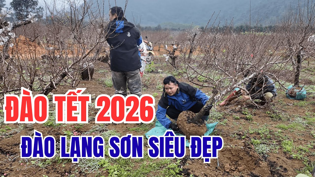 Đào Tết 2026 - Ngất Ngây Vườn Đào Bắc Sơn Lạng Sơn Siêu Đẹp Đón Xuân Bính Ngọ - Huyền Râu