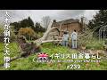239 イギリス暮らし🌿vlog|どうしよう💦巨木が倒れて庭が大惨事に・・/海外在住の日本人シニア夫婦の日常