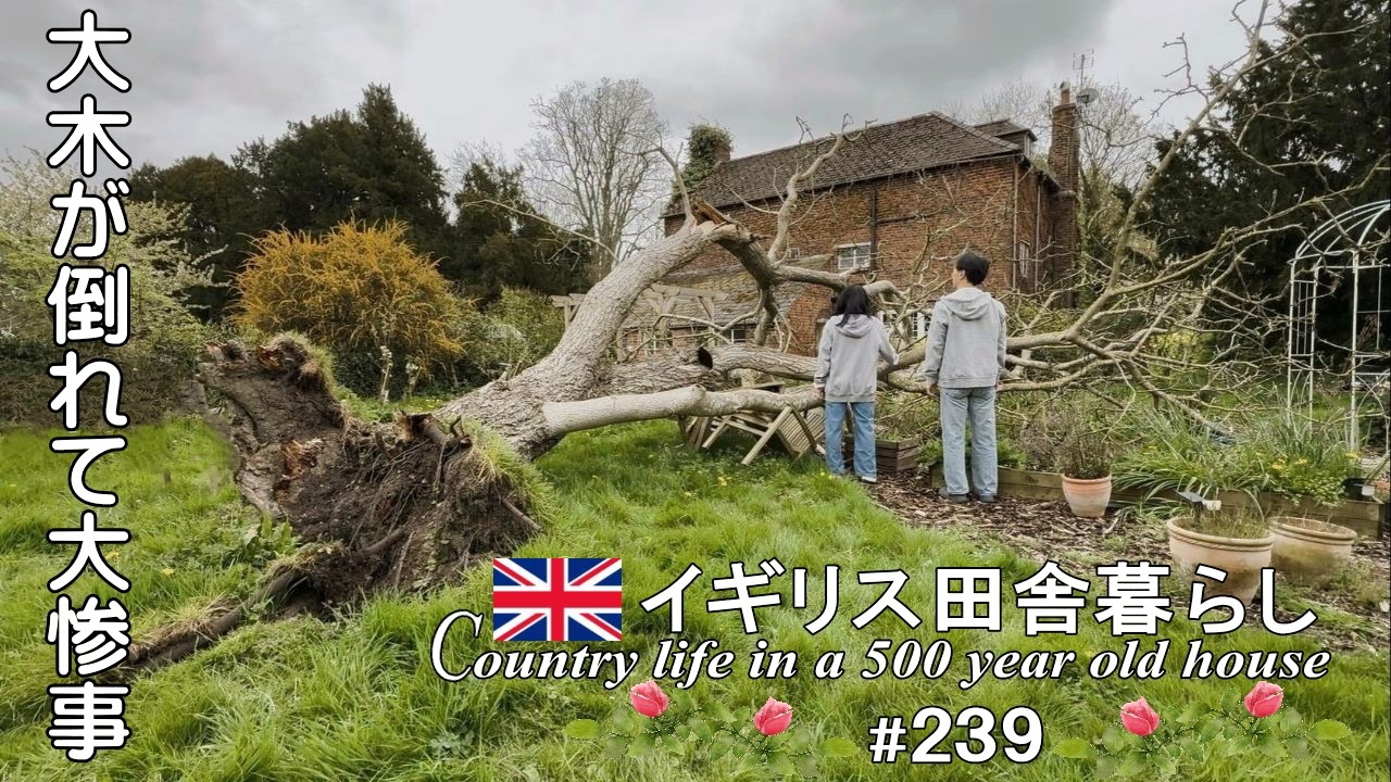 239 イギリス暮らし🌿vlog|どうしよう💦巨木が倒れて庭が大惨事に・・/海外在住の日本人シニア夫婦の日常