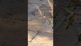 #Viral#TrendingNow#MustWatch#nature#TopContent#PopularOnYouTube#YouTubeShorts