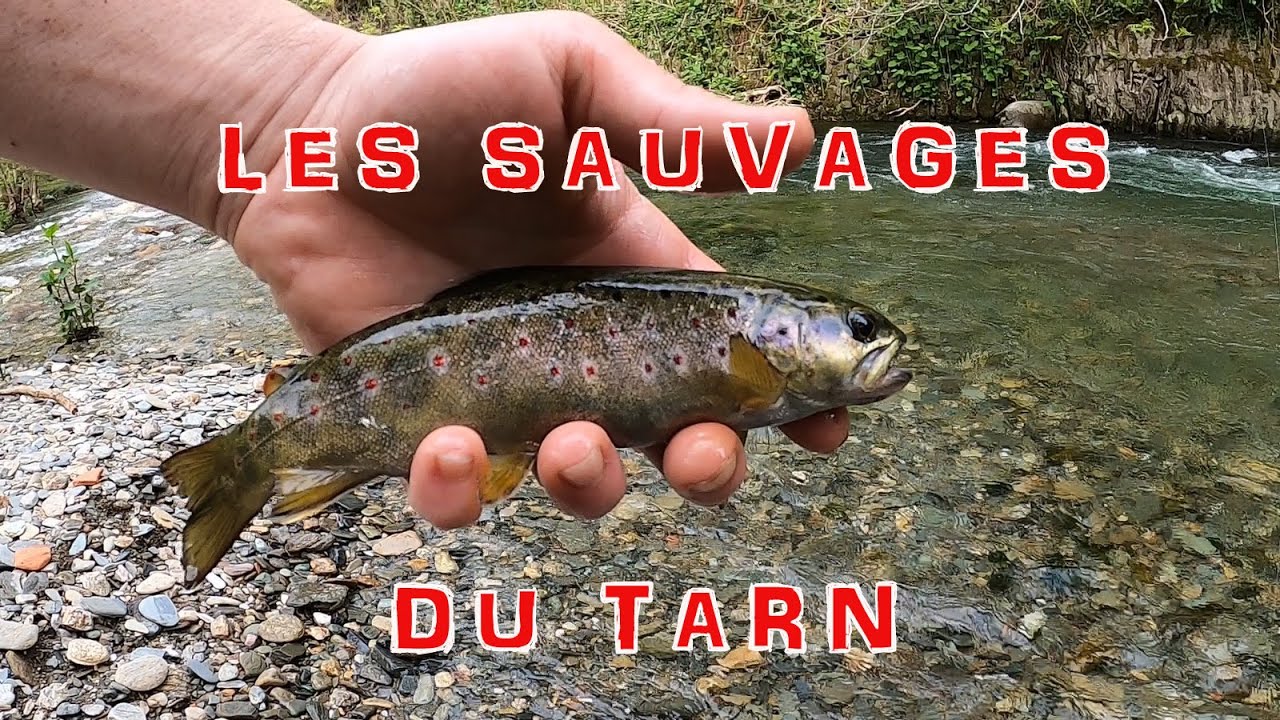 Pêche des Truites du Tarn Aux Poissons Nageurs et à la cuillère Avril
