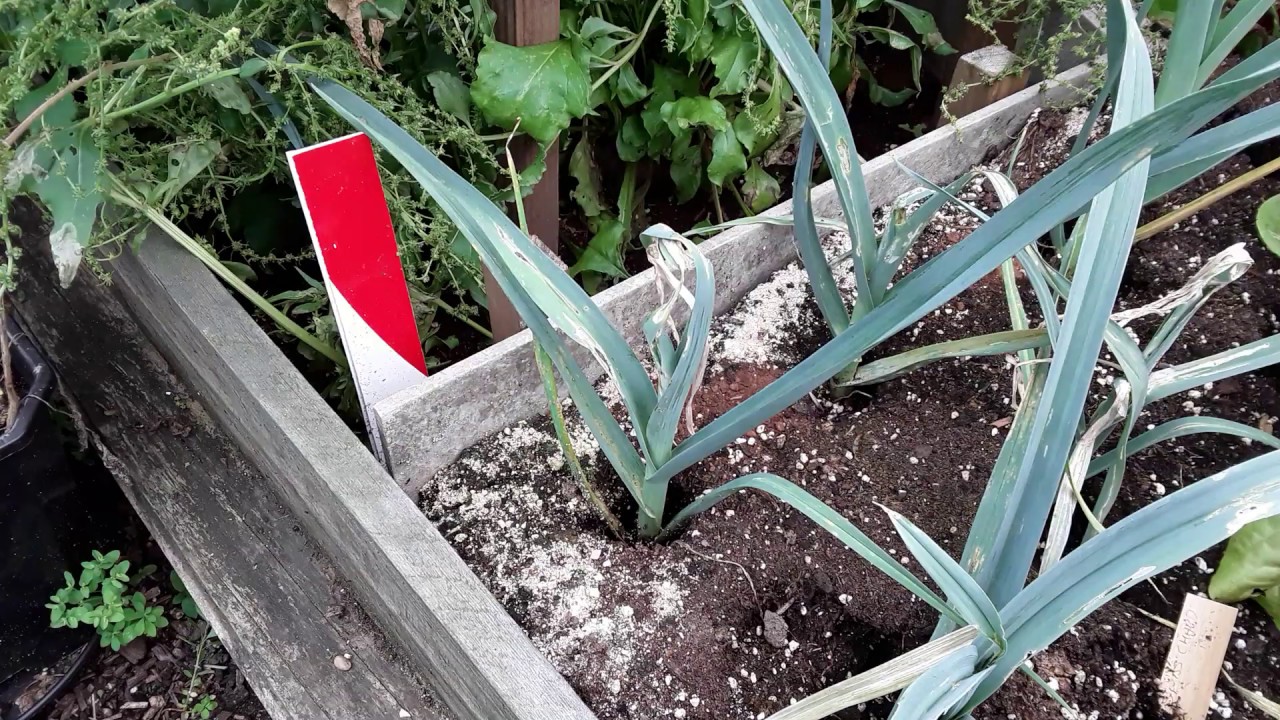 How To Identify Allium Leaf Miner ������ Dealing Will The Grubs ������ Cutting The Leeks To Help Them Grow