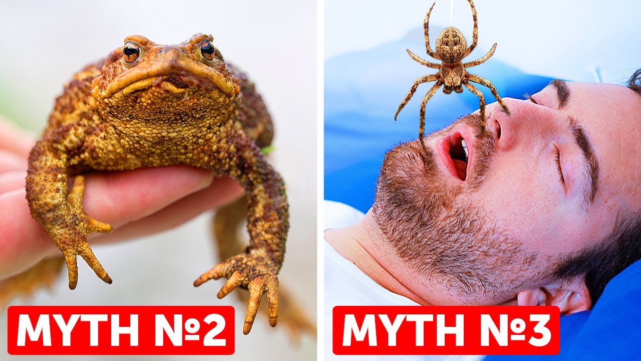 27 Myths we all grew up believing but are False