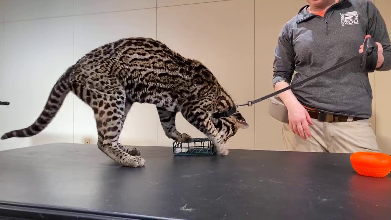 ocelot house cat