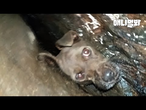 거대한 바위틈에 갇힌 강아지가 보낸.. 7일의 시간ㅣDog Trapped In A <strong>Narrow</strong> Crack For A Week