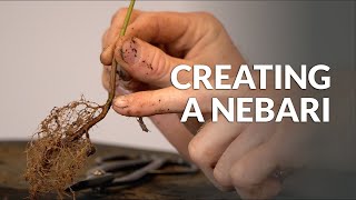Creating a Nebari and removing the Taproot of a young Bonsai