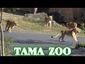 🦁😸多摩動物公園ライオン園ドキュメンタリー