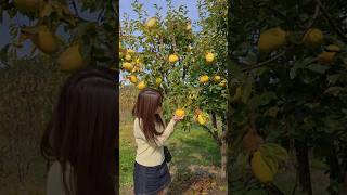 Fruit picking fun at Rayner's Orchard #australia #melbourne #farmer #fruit #shorts #travel