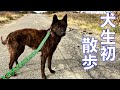 【感動】悪質繁殖屋からレスキューした甲斐犬 桜ちゃん犬生初散歩!