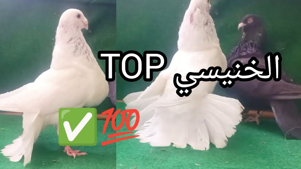 الدم الصّافي 💯 مانويل & سالفادور✅🤯
