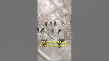 "Why Birds Don