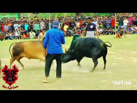 Old Fight Baga Shah Bodokapon Khoier Pagla Chanpur Win Baga Shah Bodokapon 