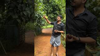 Mangosteen #pineapplecouple #kerala #shorts