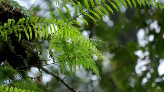 Classical Woodlands Calm | Soft Ensemble Drift for Tranquility | Forest Relaxing Playlist