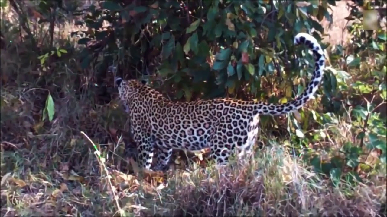 skyanimal Leopards vs Python Snake Real Fight Leopard Wild Big Battle ...