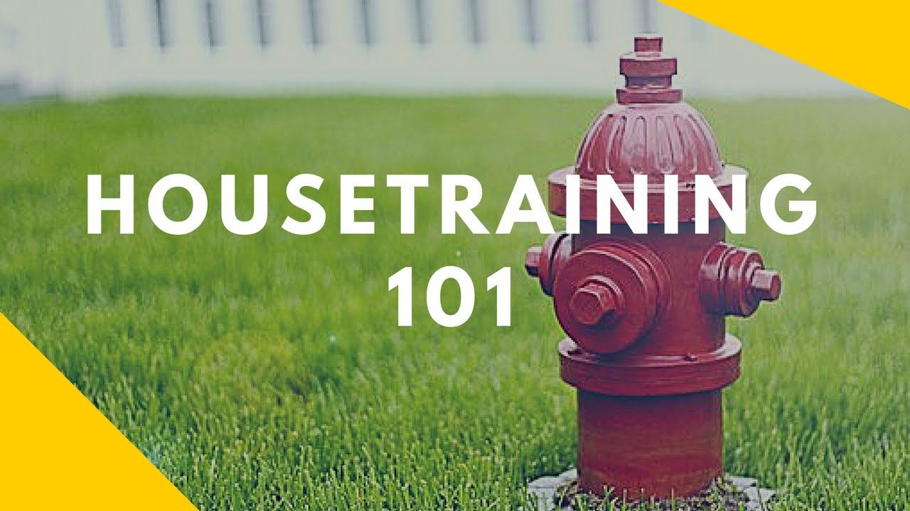 How to Get your Puppy to Pee Outside