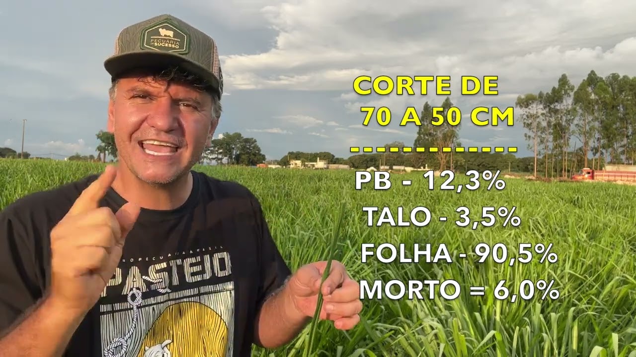 COMO FAZER O GADO GANHAR MAIS PESO NO PASTO