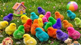 Ayam Warna-warni Joget, Bebek, Ayam Pelangi-pelangi, Kura-kura
