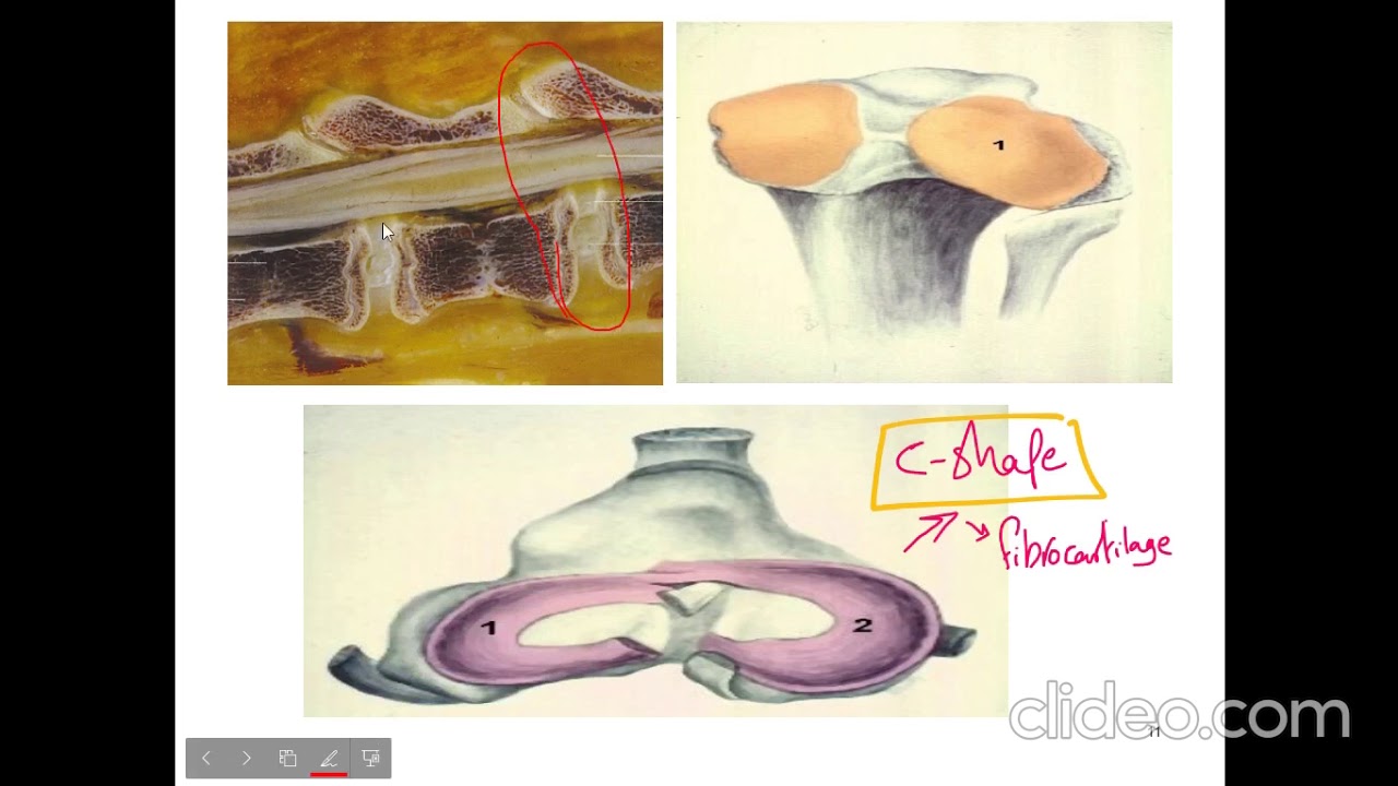 Joints (Animal Anatomy 1) - YouTube