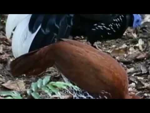 suara ayam sempidan aceh sangat cocok untuk mancing lawan di hutan terbukti ampuh
