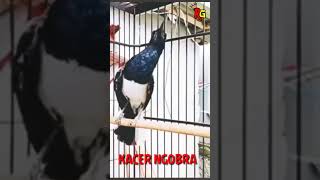 Download Lagu BERAT SEBELAH GAYA KACER NGOBRA BIKIN PENGEN MEMILIKINYA MP3