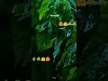 rain and plant view 😍😍😍😍☘️🌵#rain #plants #subscribe #nature