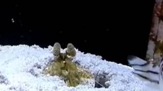 Mantis shrimp gets triggered and murders fish