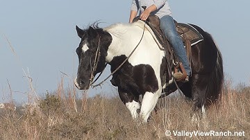 Pete***For info, price, etc., go to our website***ValleyViewRanch.net
