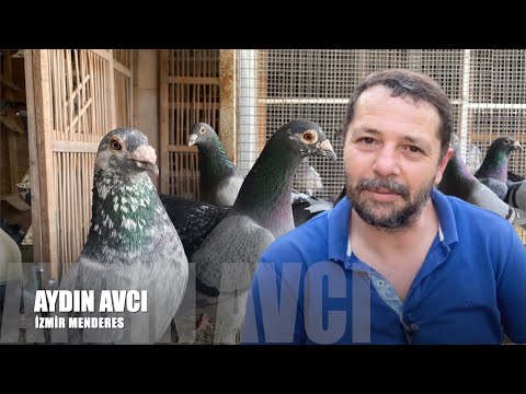 Şampiyon Posta Güvercinleri Aydın Avcı (Bricon)