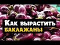 Выращивание баклажанов -  как вырастить рассаду баклажанов