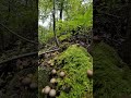 Captivating footage of a mushroom and moss covered log through the lens of a camera