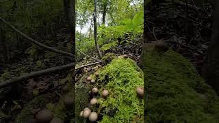 Captivating footage of a mushroom and moss covered log through the lens of a camera