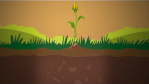 Soil Nutrients and Phosphorus: The Molecular View