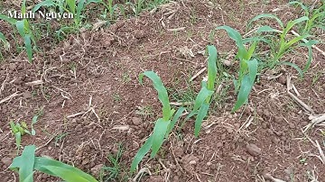 MỘT SỐ LƯU Ý KHI TRỒNG VÀ CHĂM SÓC CÂY NGÔ/BẮP